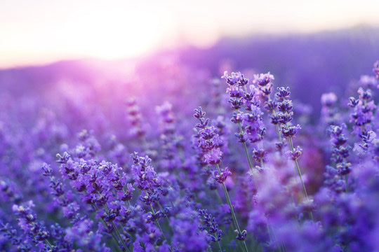 BERGAMOT x LAVENDER