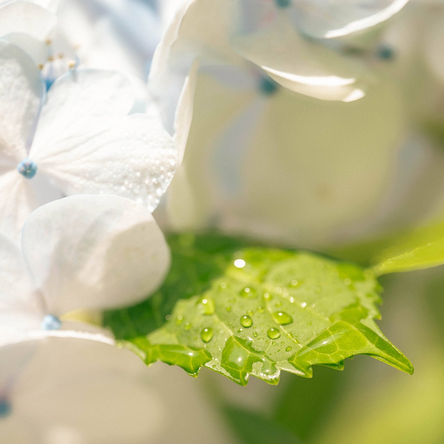 Aromance Audrey Eau de Parfum 50ml