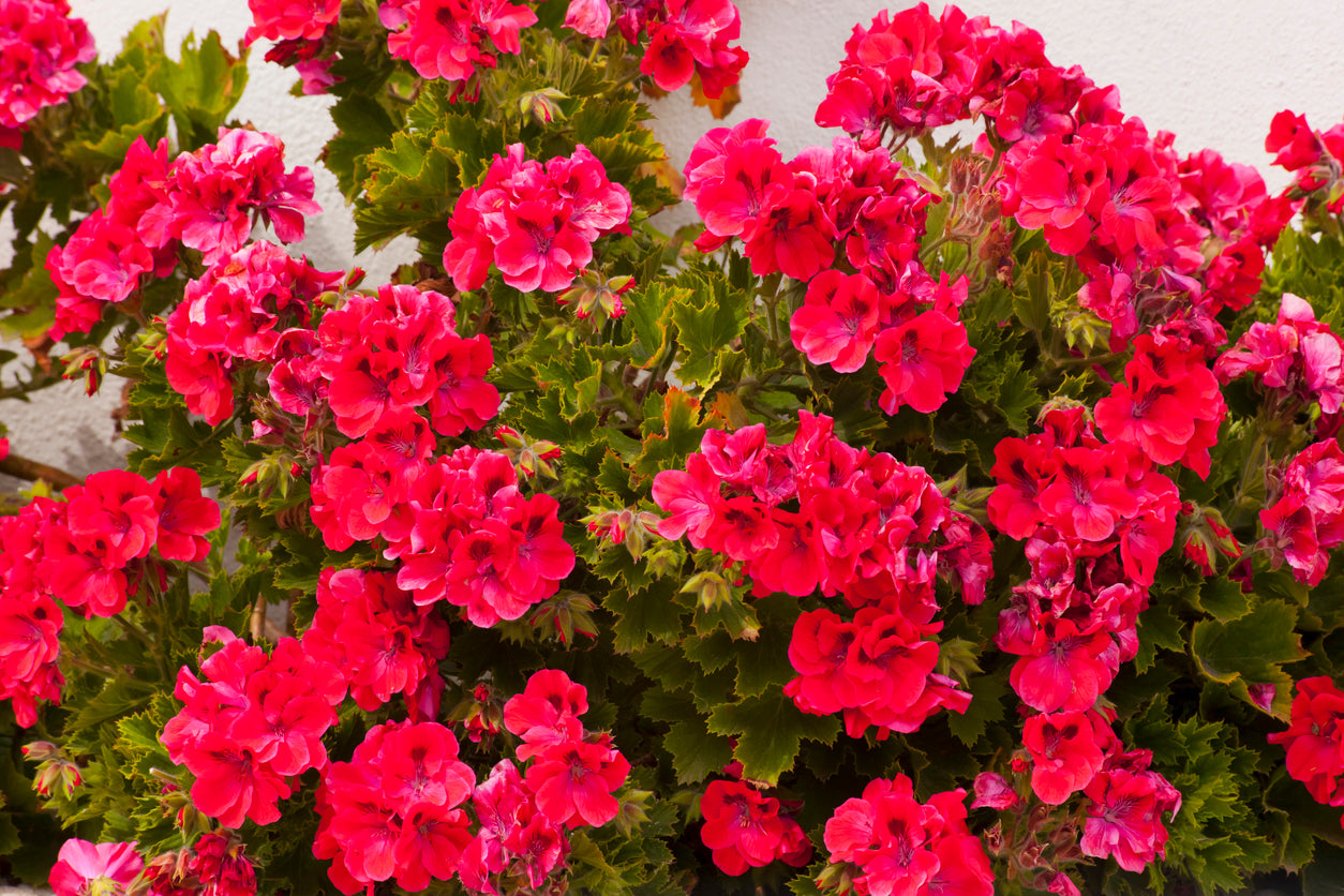 ROSE x GERANIUM