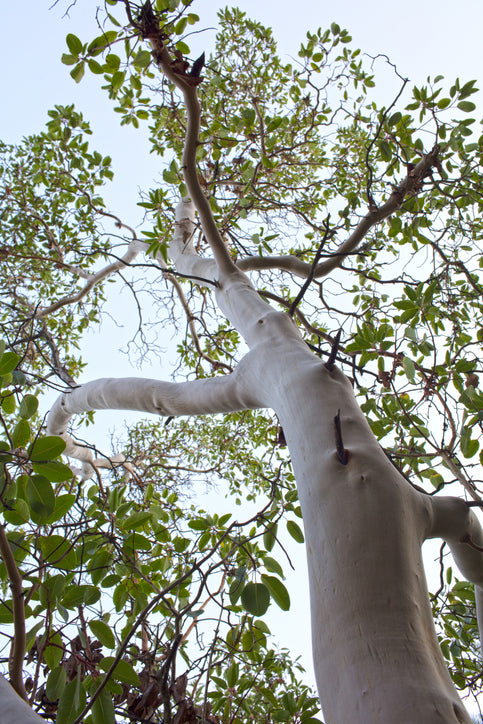 HS NATURAL LAYERED AROMA DIFFISER <HINOKI x SANDALWOOD>