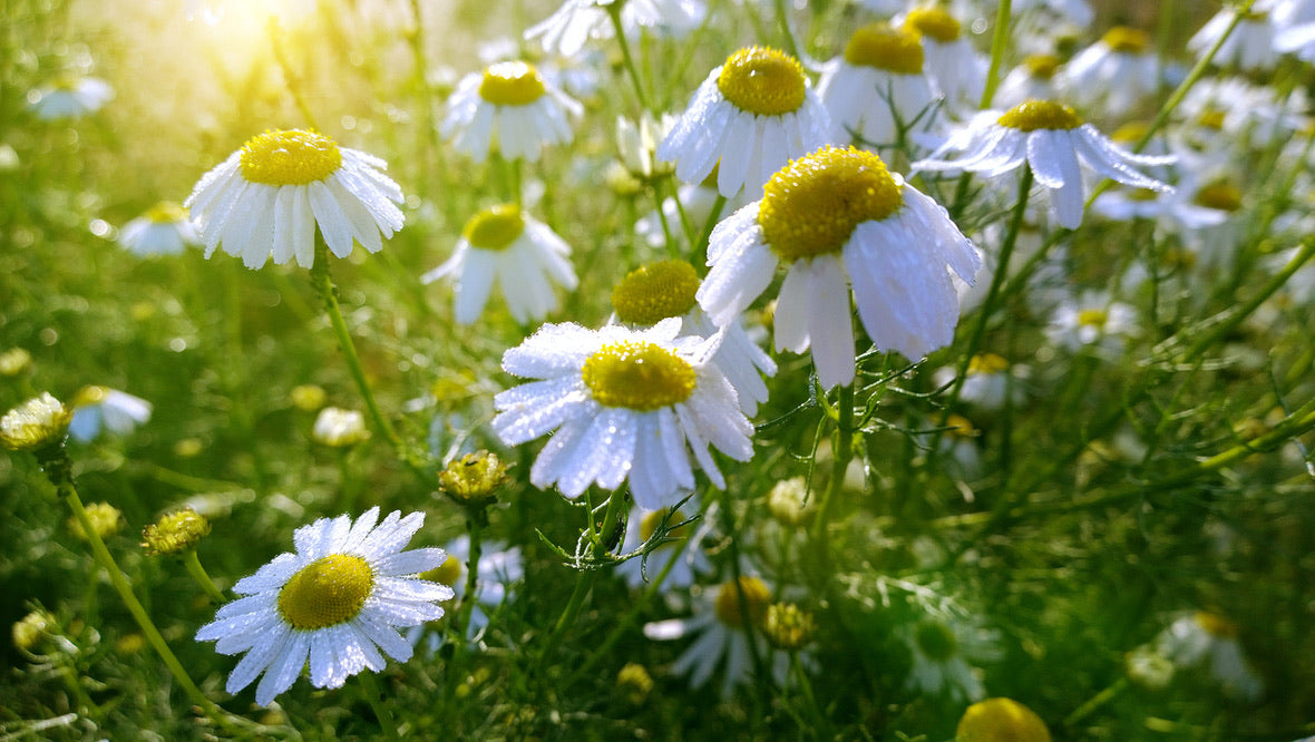 NATURAL LAYERED AROMA<MIMOSA*ROMAN CHAMOMILE*MANDARIN >