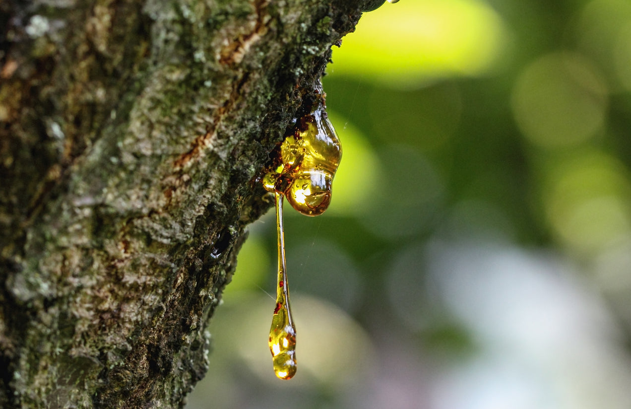 CEDARWOOD x FRANKINCENSE