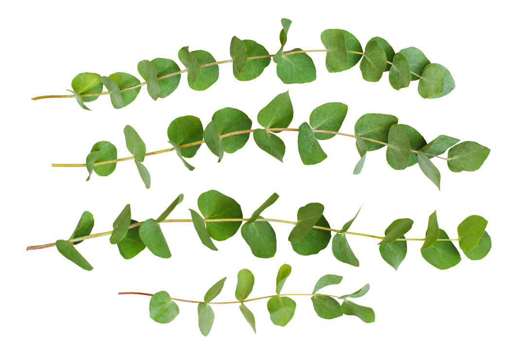 EUCALYPTUS x HAKKA