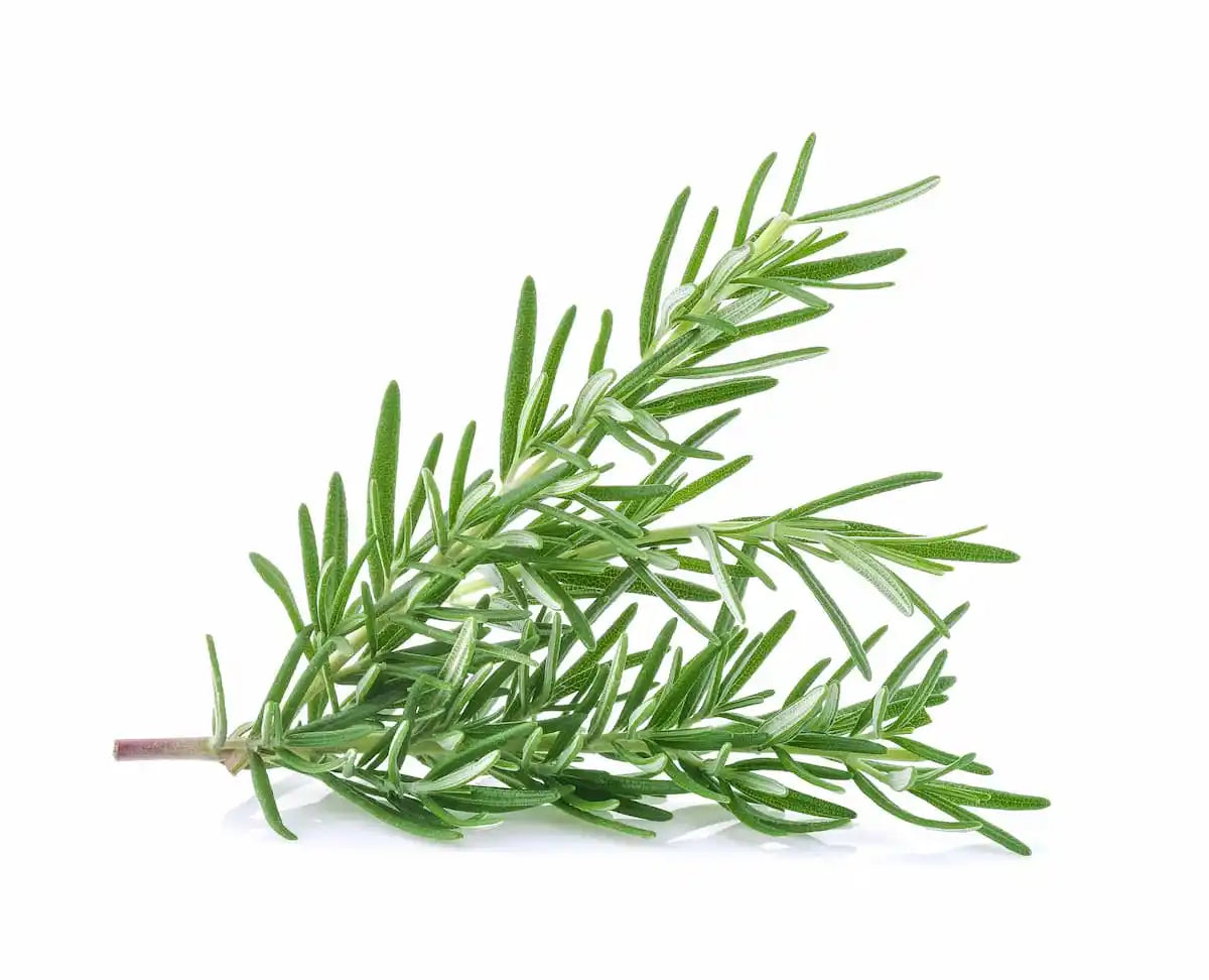 NATURAL LAYERED AROMA<MIMOSA*ROSEMARY>