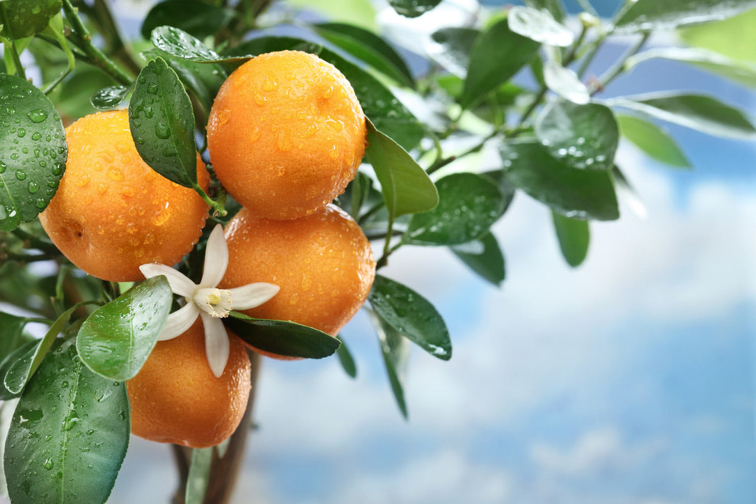 NATURAL LAYERED AROMA<MIMOSA x NATSUMIKAN>