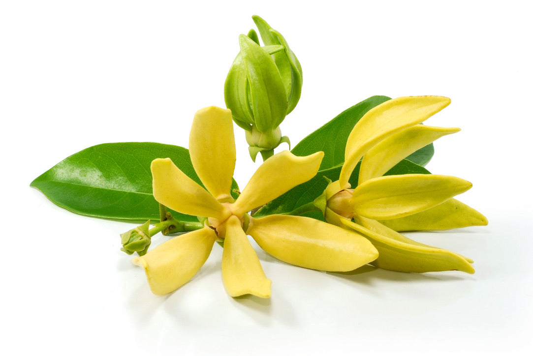 NATURAL LAYERED AROMA DIFFISER <JASMIN X YLANG YLANG>