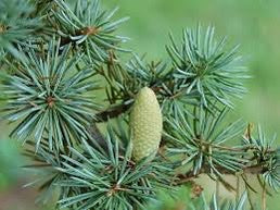 CEDARWOOD x FRANKINCENSE – Hayama Aromance