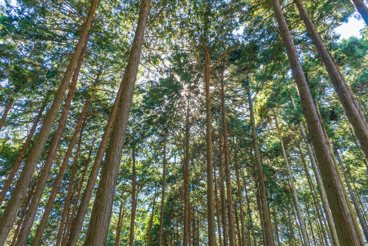 NATURAL LAYERED AROMA DIFFISER <HINOKI x SANDALWOOD>